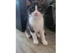 Adopt Lofi a Black & White or Tuxedo Domestic Shorthair (short coat) cat in