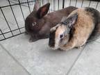 Adopt Mocha's babies a Chocolate Lop-Eared / Mixed rabbit in Melbourne
