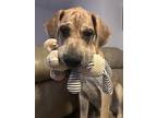 Adopt Blue a Tan/Yellow/Fawn Great Dane / Mixed dog in Oswego, IL (41558265)