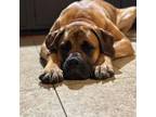 Adopt Loki a Tan/Yellow/Fawn Mastiff / Mixed dog in Oswego, IL (41558262)