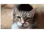 Adopt Pout a Brown Tabby Domestic Shorthair / Mixed (short coat) cat in