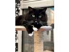 Adopt Toby a Black & White or Tuxedo Domestic Longhair / Mixed cat in Palatine