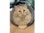 Adopt Butters a Orange or Red Tabby Domestic Longhair / Mixed cat in Palatine