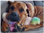 Adopt Nymeria a Brown/Chocolate Bullmastiff / Mixed dog in Oswego, IL (41558260)