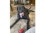 Adopt Adorable Willow a Black Great Dane / Mastiff dog in Oswego, IL (41558259)