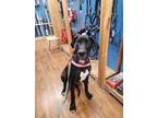 Adopt Merrick a Black Great Dane / Mixed dog in Oswego, IL (41558258)