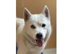Adopt Blizz a White Pomeranian / Husky / Mixed dog in Plantation, FL (41558362)