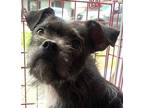 Adopt Ace a Black Brussels Griffon / Mixed dog in Dallas, TX (41558398)