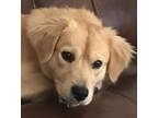 Adopt Maximus (Max) a Mixed Breed (Medium) dog in Dallas, TX (41558397)