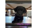 Adopt Maybugs: Charlie's Angel a Labrador Retriever / Pit Bull Terrier dog in