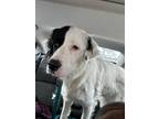 Adopt Luna a White - with Black Great Pyrenees / Great Dane dog in Dallas