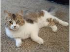 Adopt Ariana a Brown Tabby Domestic Mediumhair (long coat) cat in Tucson