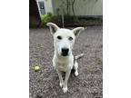 Adopt Darcy a White Siberian Husky dog in Houghton, MI (41558392)
