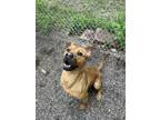 Adopt Duke a Tan/Yellow/Fawn - with White Mixed Breed (Medium) / Mixed dog in