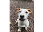 Adopt Lea a White - with Tan, Yellow or Fawn Mixed Breed (Medium) dog in