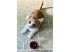 Adopt Tito a Spotted Tabby/Leopard Spotted Domestic Shorthair / Mixed cat in