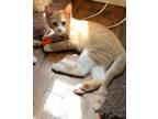 Adopt Captain Morgan a Spotted Tabby/Leopard Spotted Domestic Shorthair / Mixed