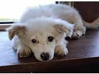 Adopt Hayden a Mixed Breed (Medium) / Mixed dog in Wolcott, CT (41558357)