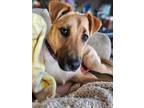 Adopt Sydney a Carolina Dog dog in Elkhart, IN (41558338)