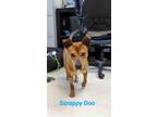 Adopt Scrappy Doo a Tan/Yellow/Fawn Dachshund / Pit Bull Terrier / Mixed dog in