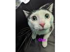 Adopt Chic a Black & White or Tuxedo Domestic Shorthair / Mixed (short coat) cat