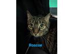 Adopt Roscoe a Brown Tabby Domestic Mediumhair / Mixed (medium coat) cat in