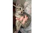 Adopt Princess Peach a Gray, Blue or Silver Tabby Domestic Shorthair cat in