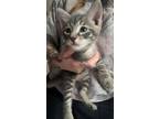 Adopt Bowser a Gray, Blue or Silver Tabby Domestic Shorthair cat in Seminole