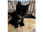 Adopt Franz a Black & White or Tuxedo Domestic Shorthair (short coat) cat in