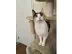 Adopt Ginny a Domestic Shorthair (short coat) cat in Calimesa, CA (41558341)