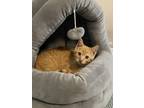 Adopt Sammy a Domestic Shorthair cat in Calimesa, CA (41558340)