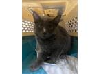 Adopt Grayson a Russian Blue cat in Calimesa, CA (41558339)