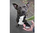 Adopt Porkchop (mcas) a Pit Bull Terrier / Mixed dog in Troutdale, OR (41557600)