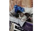 Adopt CeCe a Brown Tabby Domestic Shorthair / Mixed (short coat) cat in Anoka