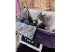Adopt Clifden a Gray or Blue (Mostly) Domestic Shorthair / Mixed cat in Anoka