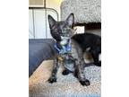 Adopt Gwyn a Domestic Shorthair / Mixed cat in Lutz, FL (41558328)