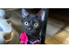 Adopt Emerie a All Black Domestic Shorthair / Mixed cat in Lutz, FL (41558327)