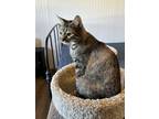 Adopt Valkyrie a Spotted Tabby/Leopard Spotted Domestic Shorthair / Mixed cat in