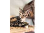 Adopt Sparkles a Domestic Shorthair (short coat) cat in Grand Rapids