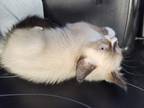 Adopt Samurai a Cream or Ivory Domestic Shorthair cat in Modesto, CA (41558323)