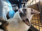 Adopt Shogun a Domestic Shorthair cat in Modesto, CA (41558320)