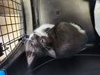 Adopt Saffron a Gray or Blue (Mostly) Domestic Shorthair / Mixed cat in Modesto