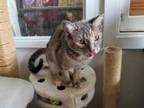 Adopt Prudence a Domestic Shorthair / Mixed (short coat) cat in Skippack