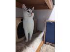 Adopt Carl (FeLV+) a Domestic Shorthair / Mixed (short coat) cat in Skippack