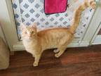 Adopt Handsome a Orange or Red Domestic Shorthair / Mixed (short coat) cat in