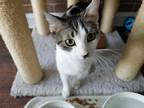 Adopt Marika a Domestic Shorthair / Mixed (short coat) cat in Skippack