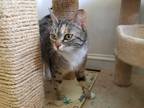 Adopt Tabby a Domestic Shorthair / Mixed (short coat) cat in Skippack