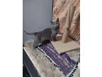 Adopt Moira a Gray or Blue (Mostly) Domestic Shorthair / Mixed (short coat) cat