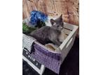 Adopt Margo a Gray or Blue Domestic Shorthair / Mixed (short coat) cat in Anoka