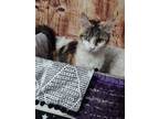 Adopt Kenna a White (Mostly) Domestic Shorthair / Mixed (long coat) cat in